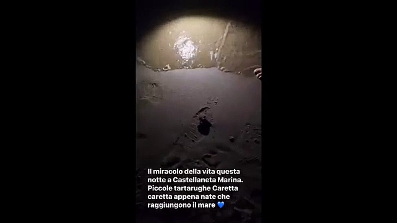 Castellaneta, le tartarughe appena nate raggiungono il mare