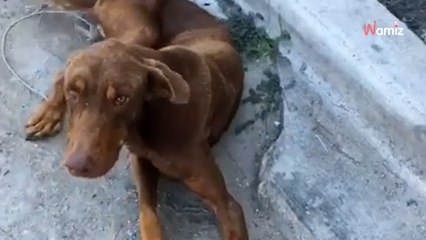 Victoria Iglesias: la desconocida hija de Julio encuentra un perro tirado en la carretera