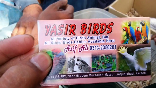 Lalukhet Bird Market in Karachi - Cheap Price