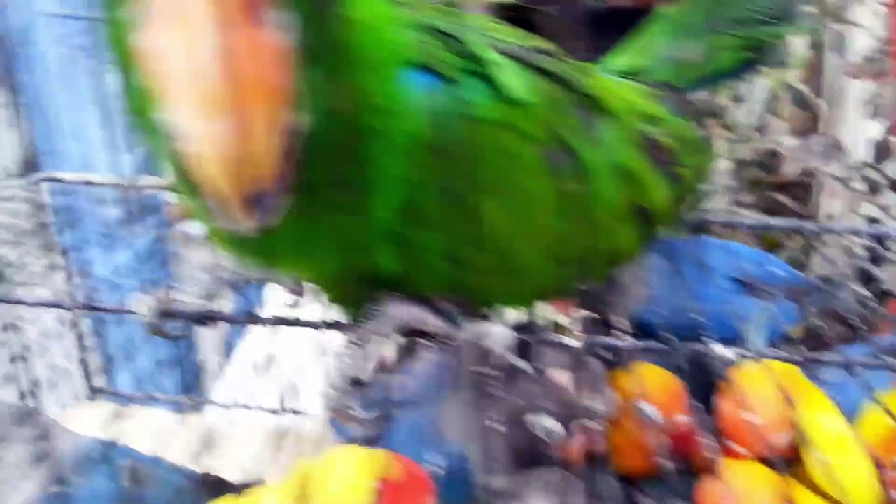 Lalukhet Birds Market Latest Update 2018