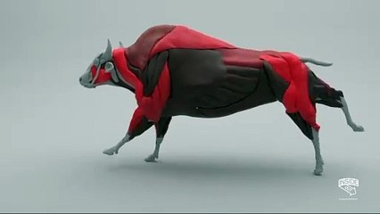 Bones to Brawn: An epic Bull Body Art from Skeleton to Strength; Art & Animation