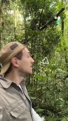 @mathieucourdesses nous fait vivre l’impressionnante dispute familiale de chimpanzés de Nyungwe : à regarder avec le volume !