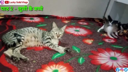 Loosi Ka Full Video 2025 | Cat Family | लुसी की फोमली का पूरा विडियो है | Cat lover Video | Gorakhpur Video | Lucky Solid Vlogs