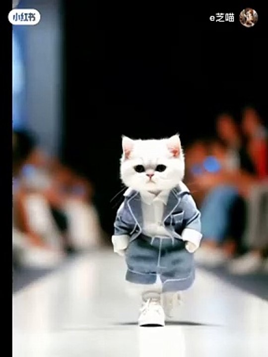 Cat walking