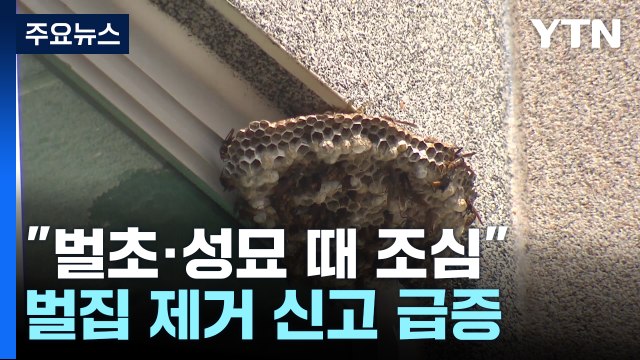 벌초·성묘 때 조심 ...벌집 제거 신고 '2배' 급증 / YTN