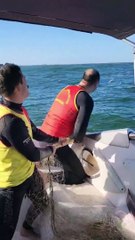 Baleia jubarte presa em rede de pesca é resgatada por bombeiros de Santa Catarina