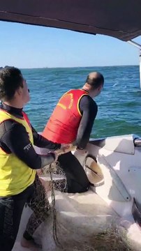 Baleia jubarte presa em rede de pesca é resgatada por bombeiros de Santa Catarina