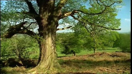 05 Supersocieties | BBC Life in the Undergrowth