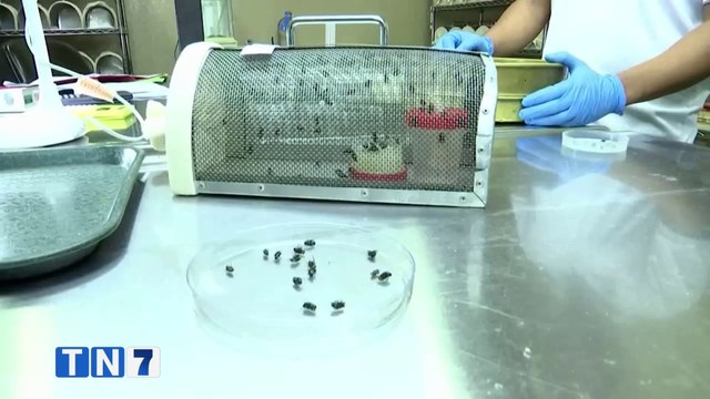 tn7-costa-rica-supera-5000-casos-de-miasis-por-gusano-barrenador-160824