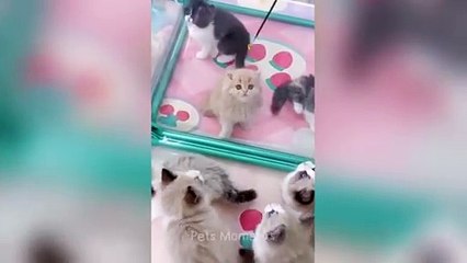 You Need a Cat for Daily Laughs  Funny Animal Videos 2024