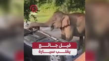 فيل جائع يقلب سيارة