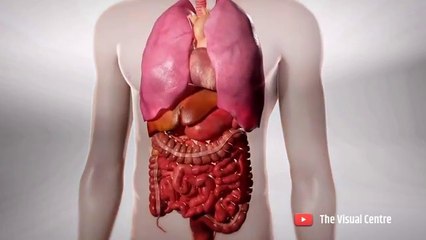 How Cancer Starts   - 3D Animation