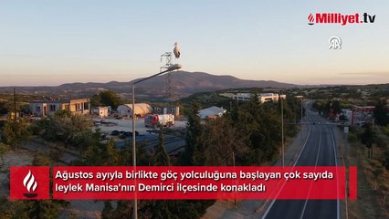 Göç yolundaki leyleklerin molası böyle görüntülendi