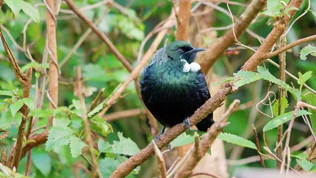 Small BIRDS 8K HDR - Names and Sounds( 1) #8k​ #birds​ #hdr​