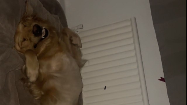Dog dreams of Fighting big dogs while peacefully sleeping in mom's room