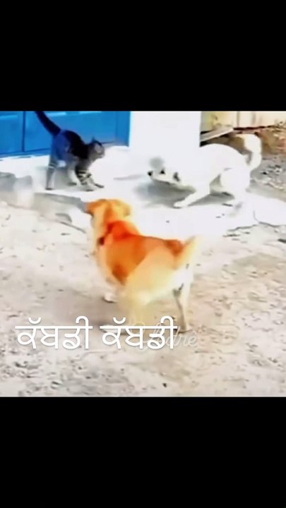 Dog