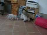 Aubade et ses chatons 2008