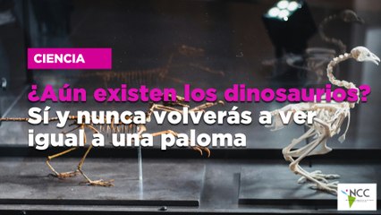 ¿Aún existen los dinosaurios? Sí y nunca volverás a ver igual a una paloma
