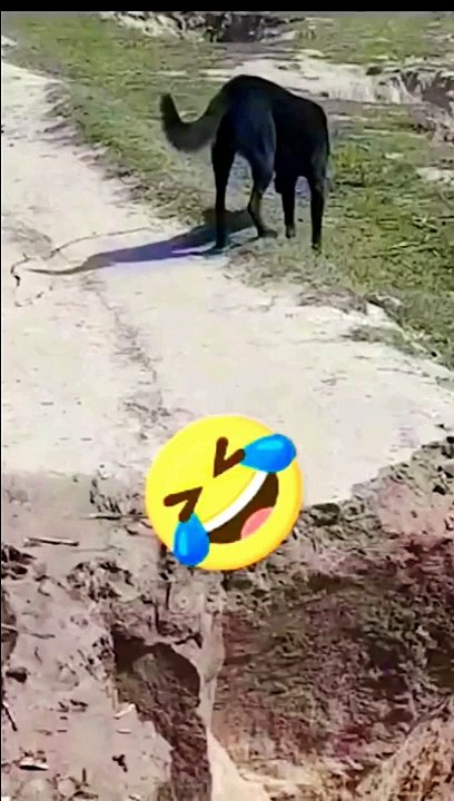 Dog Fall Funny