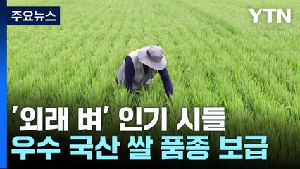 '외래 벼' 인기 시들...우수 국산 쌀 품종 속속 보급 / YTN