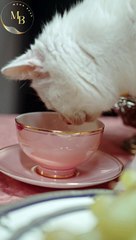 Cat drinking tea\Moon Baar