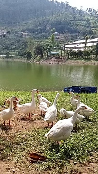 Kawanan angsa sedang beraktivitas di pinggir telaga