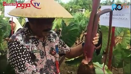 SMP NEGERI 4 KUTASARI  PANEN PERDANA TALAS PRATAMA 3 HASIL BUDIDAYA DI SEKOLAH