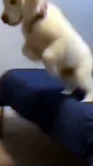 Funny animals video, kitten cat funny video, funny cats and dogs