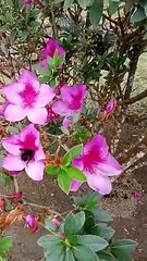 Seekor lebah sedang mencari makan