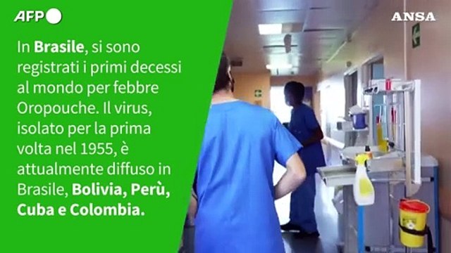 Ansa VERIFIED - E' vero che il virus Oropouche e' endemico in Italia?