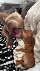 PitBull and Pitbull puppy Love