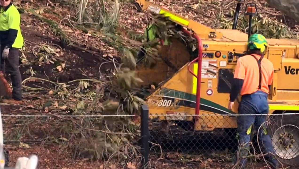 WA authorities spearheading program to eradicate invasive beetle killing