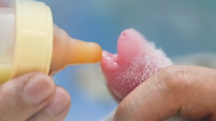 19살 자이언트 판다 쌍둥이 출산..."사람으로 치면 57세" / YTN