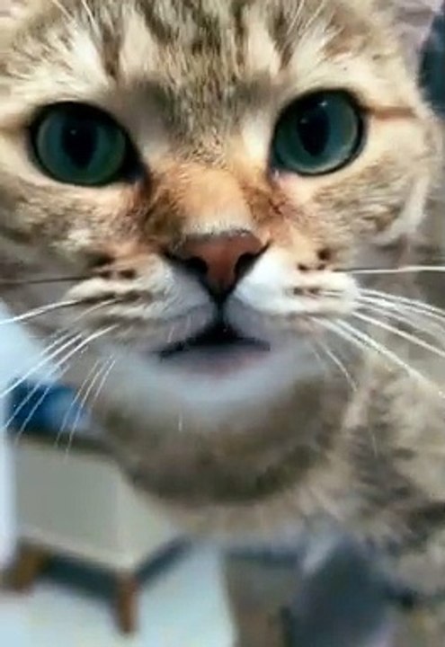 Cat|Cats Funny