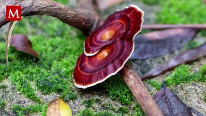 Descubren beneficios terapéuticos y propiedades anticancerígenas en hongo