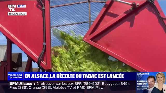 Après une année compliquée et un printemps très pluvieux, la récolte du tabac est lancée en Alsace