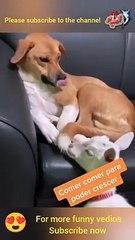 Try_Not_To_Laugh_...dancing_goat_..funny_goats_._cute_goats_.._crazy_goats