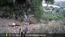 Cabra Montés en bebederos de cazadores