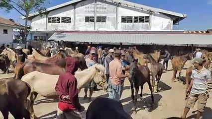 Pasar Kuda di Jeneponto Sulawesi Selatan
