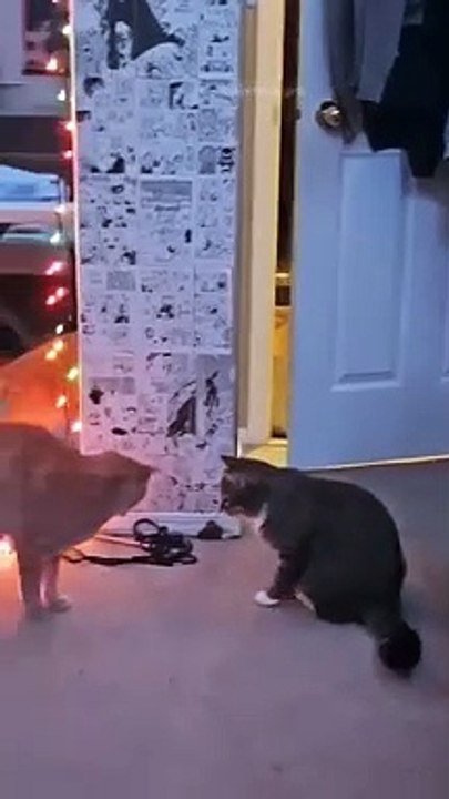 funny cats episode 117
