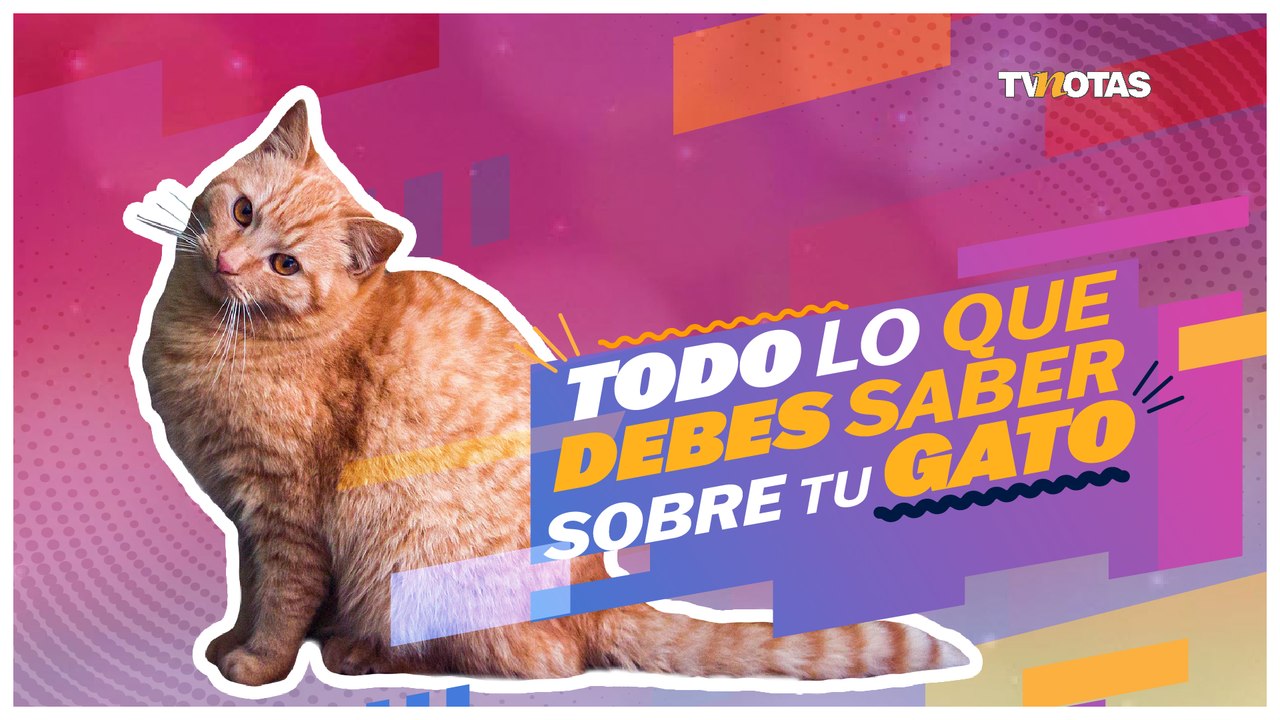 Conoce más a tu gato y cuida la salud de tu mas...