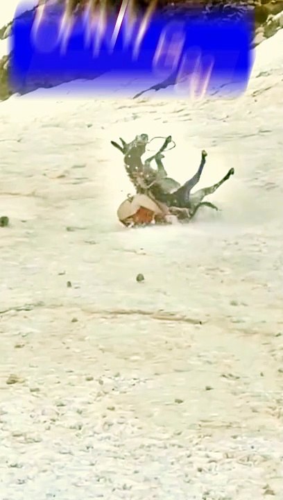Donkey suddenly drop down side