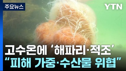 '뜨거운' 바다...적조 확산에 역대 최다 독성 해파리 / YTN