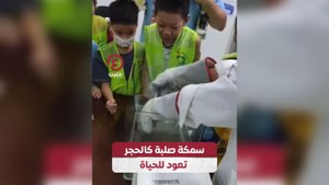 سمكة صلبة كالحجر تعود للحياة
