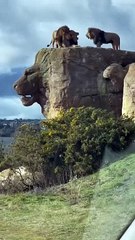 Lions viral short_Lion the king_fighter_trending#uswahkhan