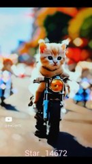 Cat motor bike and  police  #catriding #police #youtube #cute @star_14672 #007 #isi #keşfet