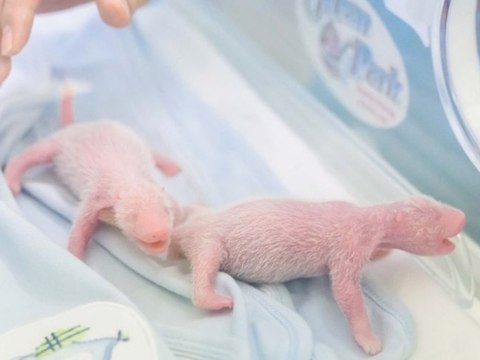 Seltener Nachwuchs: Süße Panda-Zwillinge geboren