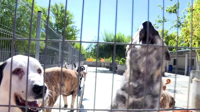 Protectora de animales pide concienciar en el Día Internacional del Animal Sin Hogar