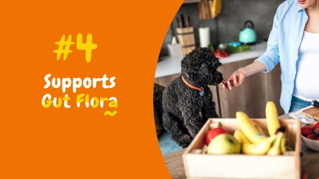 Boost Your Dog's Health: Top 7 Probiotics for a Happy Gut!  #doghealthtips #probioticsupplements