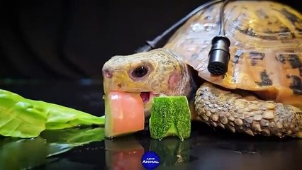 DOG  PIG TORTOISE  tasting food